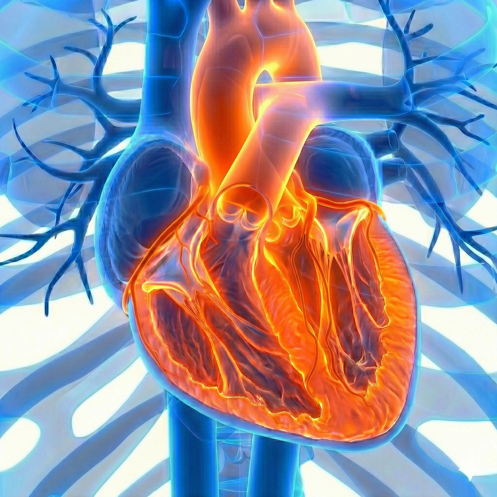 Cardio Intervencionista